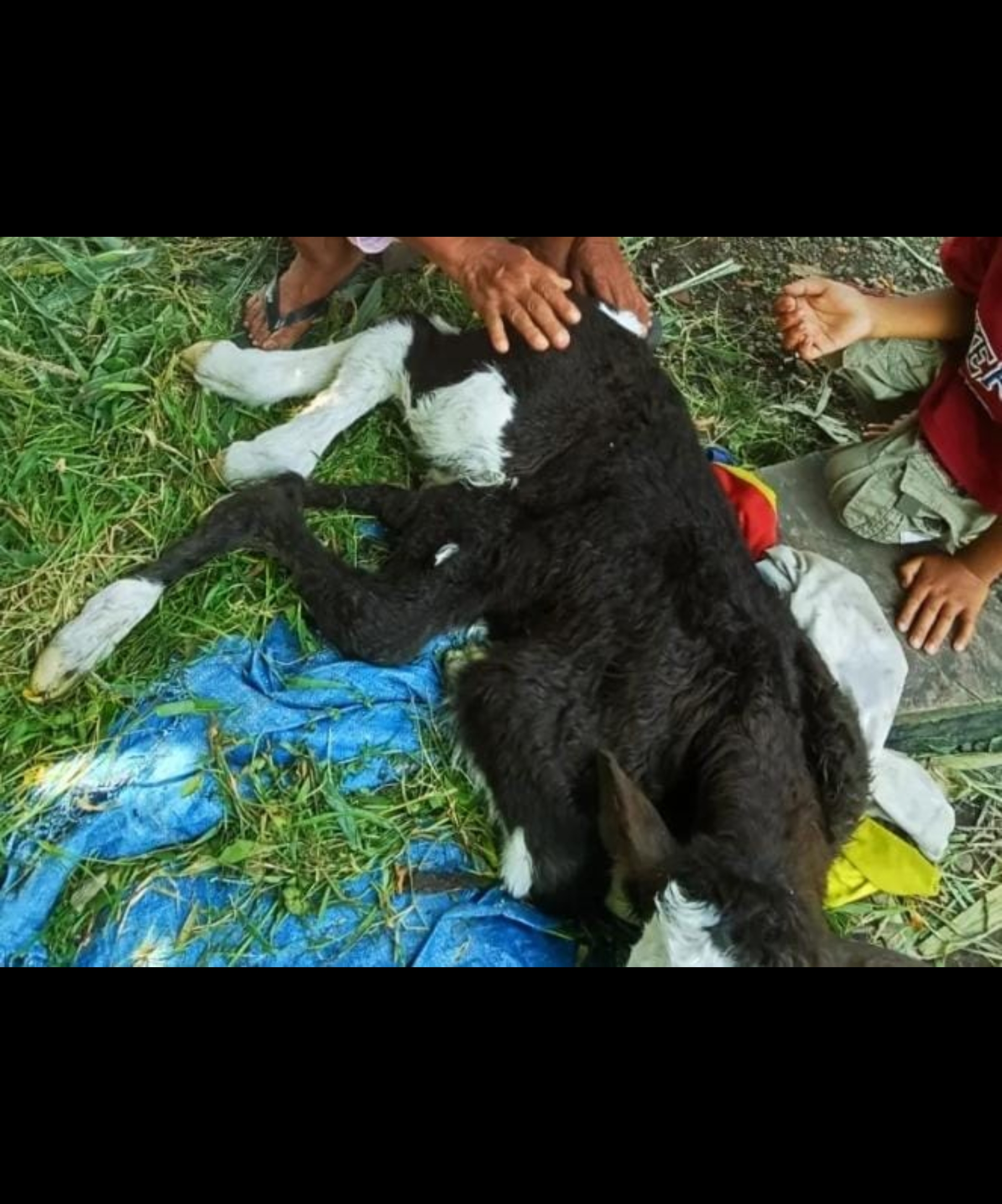 Langka : Sapi berkaki enam lahir di Jember.