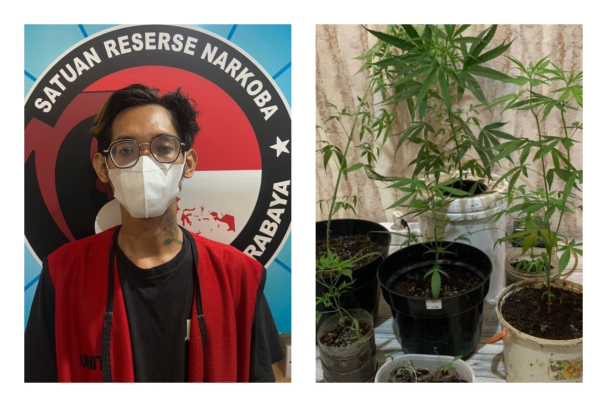 Pemuda Surabaya ditangkap gegara menanam ganja di rumahnya. (IST)
