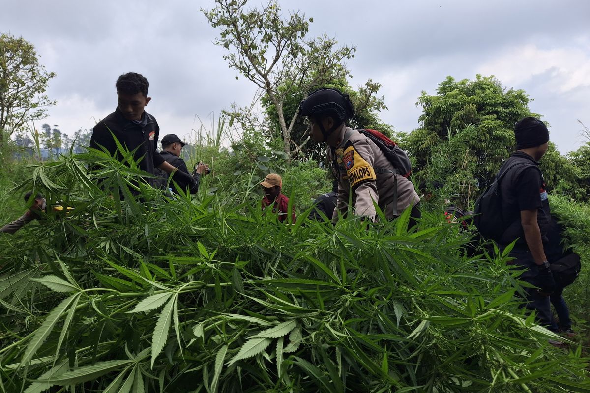TEMUAN BESAR: Penemuan ladang ganja di TNBTS setelah berbulan-bulan baru diklarifikasi menimbulkan banyak tanda Tanya, termasuk dari DPRD Jatim.