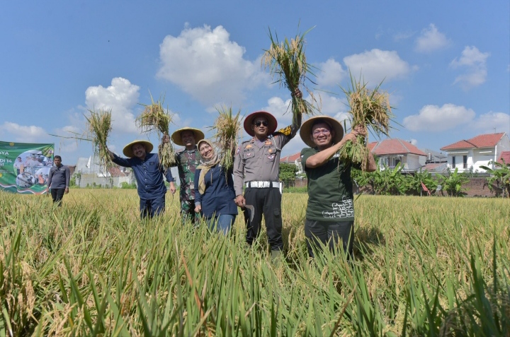 Panen raya padi serentak di Surabaya, Senin (7/4).