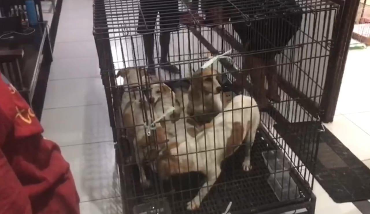 Anjing yang diduga memangsa majikannya di Rungkut Harapan Surabaya saat dievakuasi dengan dibius oleh petugas BPBD Kota Surabaya.