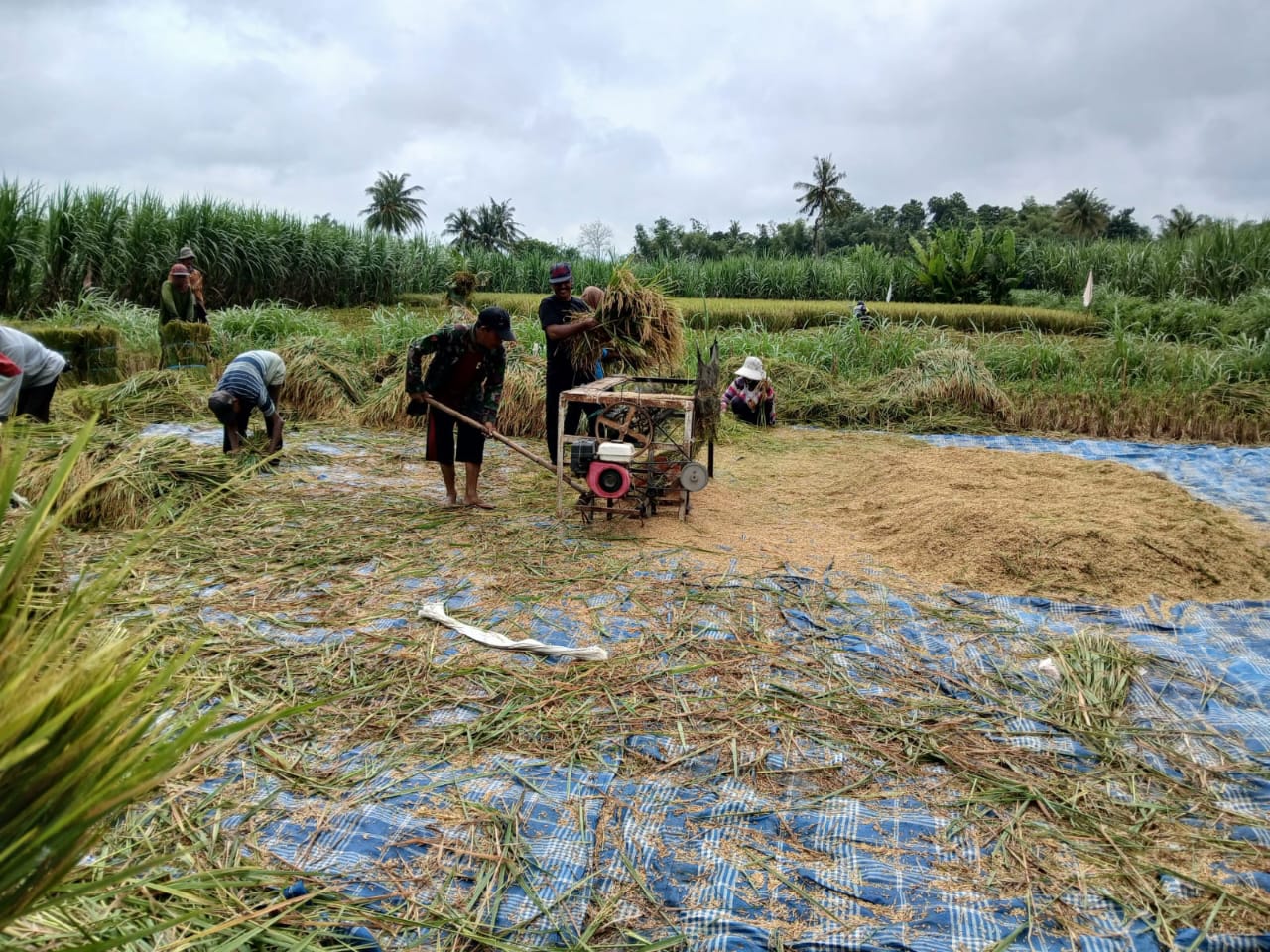 Musim panen padi di Jawa Timur. Bulog siap menyerap. (IST)