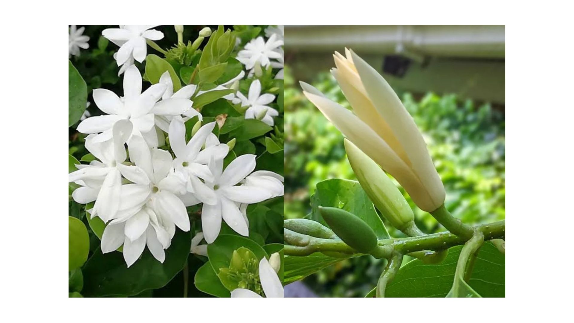 Beberapa bunga dipercaya berkaitan erat dengan hal-hal mistis.