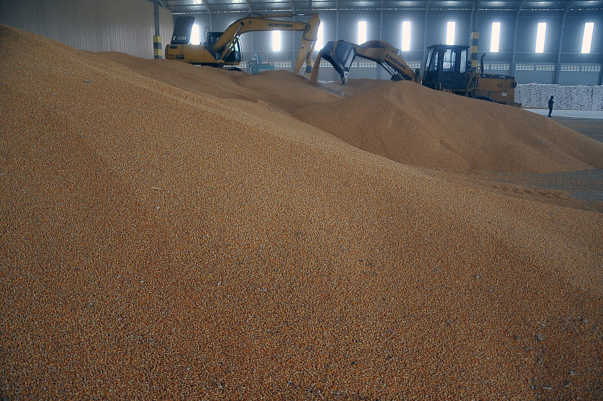 Jawa Timur menjadi provinsi yang berkontribusi paling besar terhadap produksi jagung nasional.