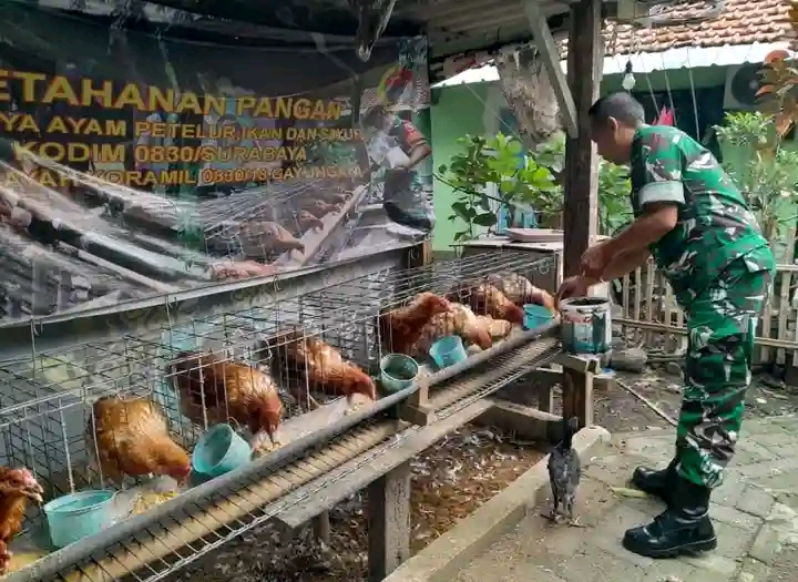 Serka Sobirin memberi makan ayam petelir di Koramil Gayungan Surabaya. (IST)