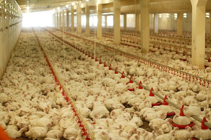 Anjlok : Harga ayam terus turun selama tiga minggu terakhir.