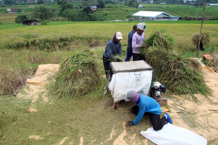 PANEN: Aktivitas panen di salah satu lahan persawahan di kawasan Trawas, Mojokerto. Beras hasil produksi petani nasional terus diminati pasar asing.