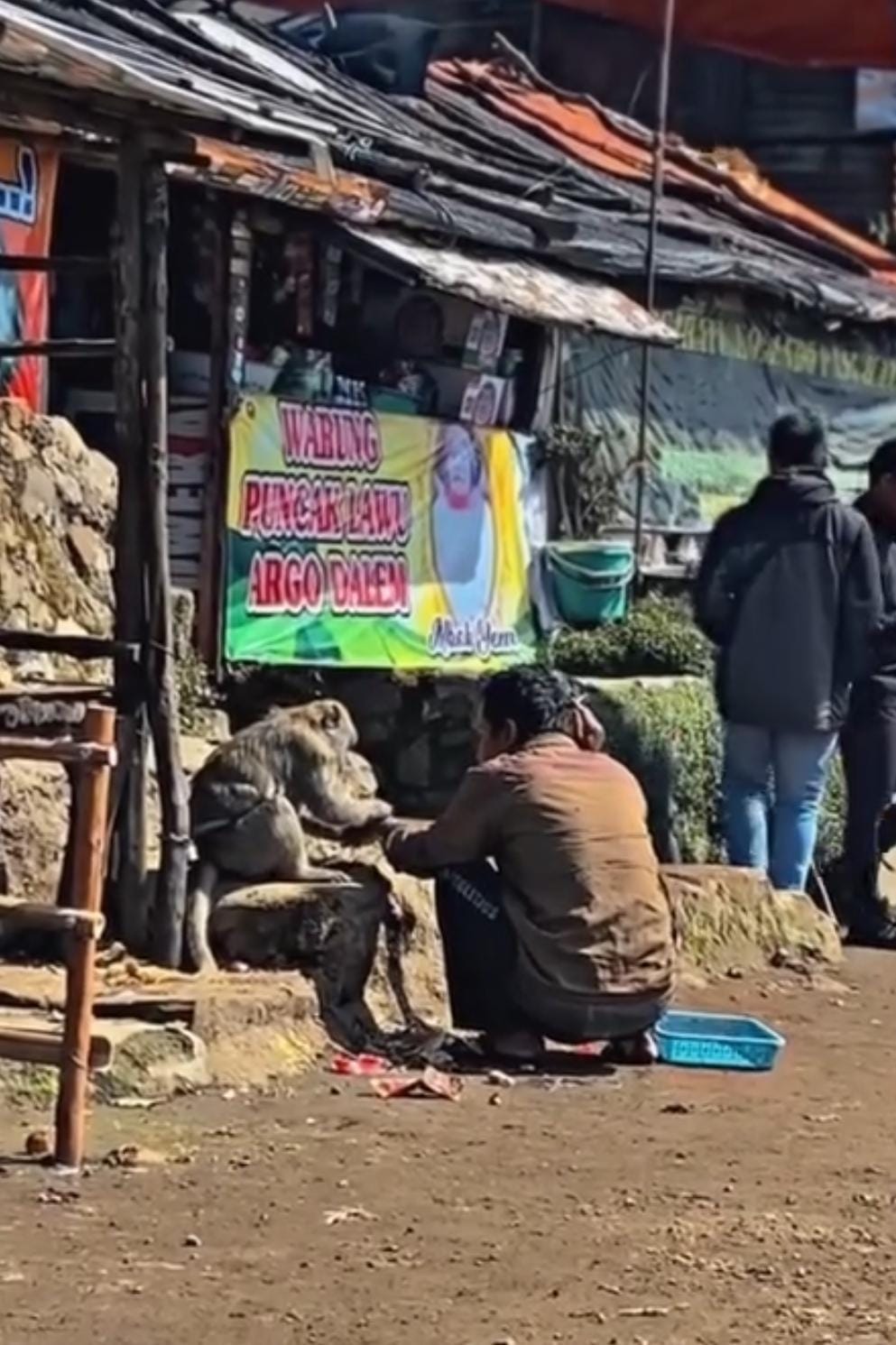 Para pendaki Gunung Lawu secara bergantian memberikan makan kepada Temon sang monyet sahabat Mbok Yem.