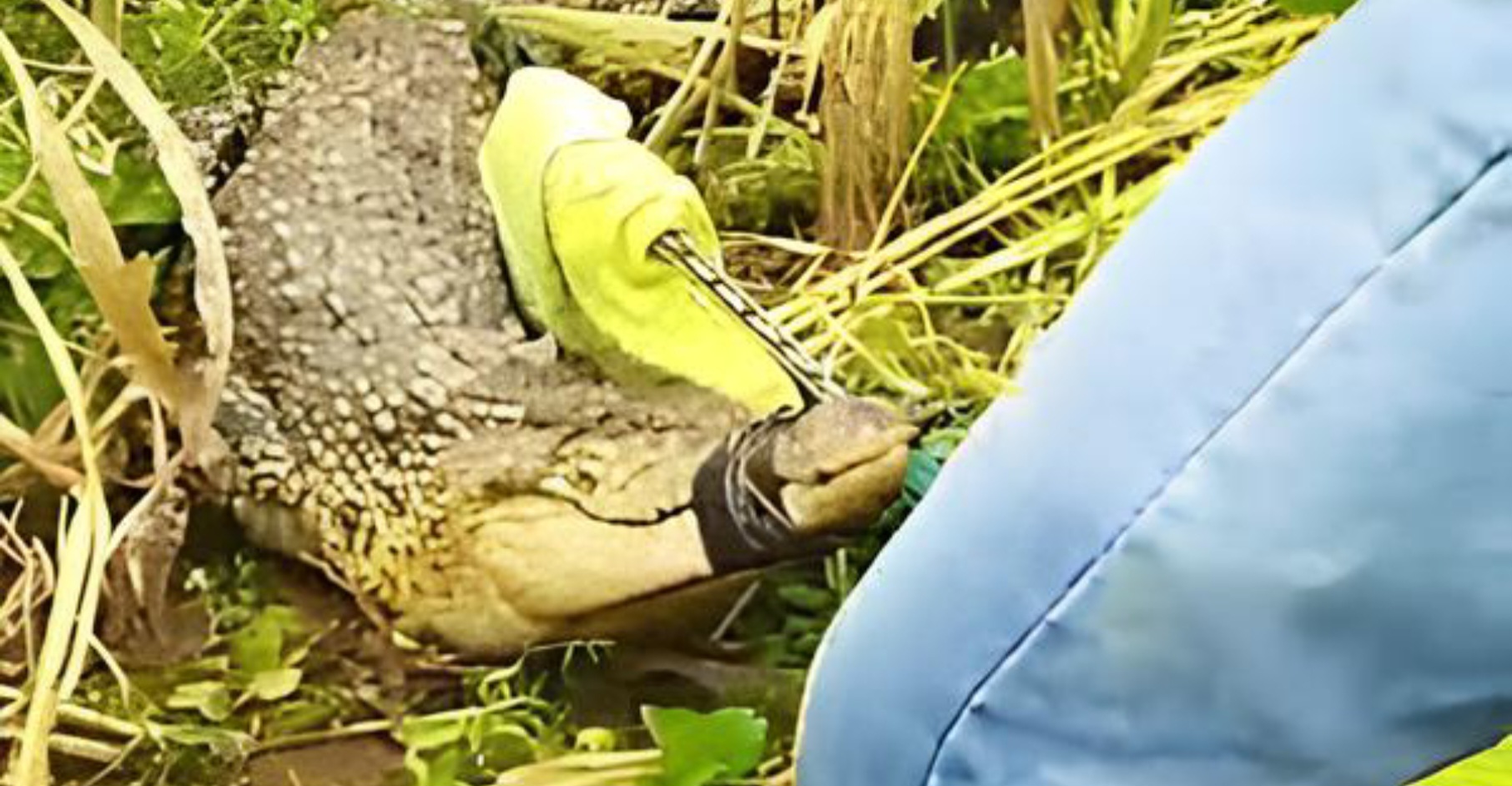Seekor buaya ditemukan berada di lahan jagung milik warga Bangkalan.