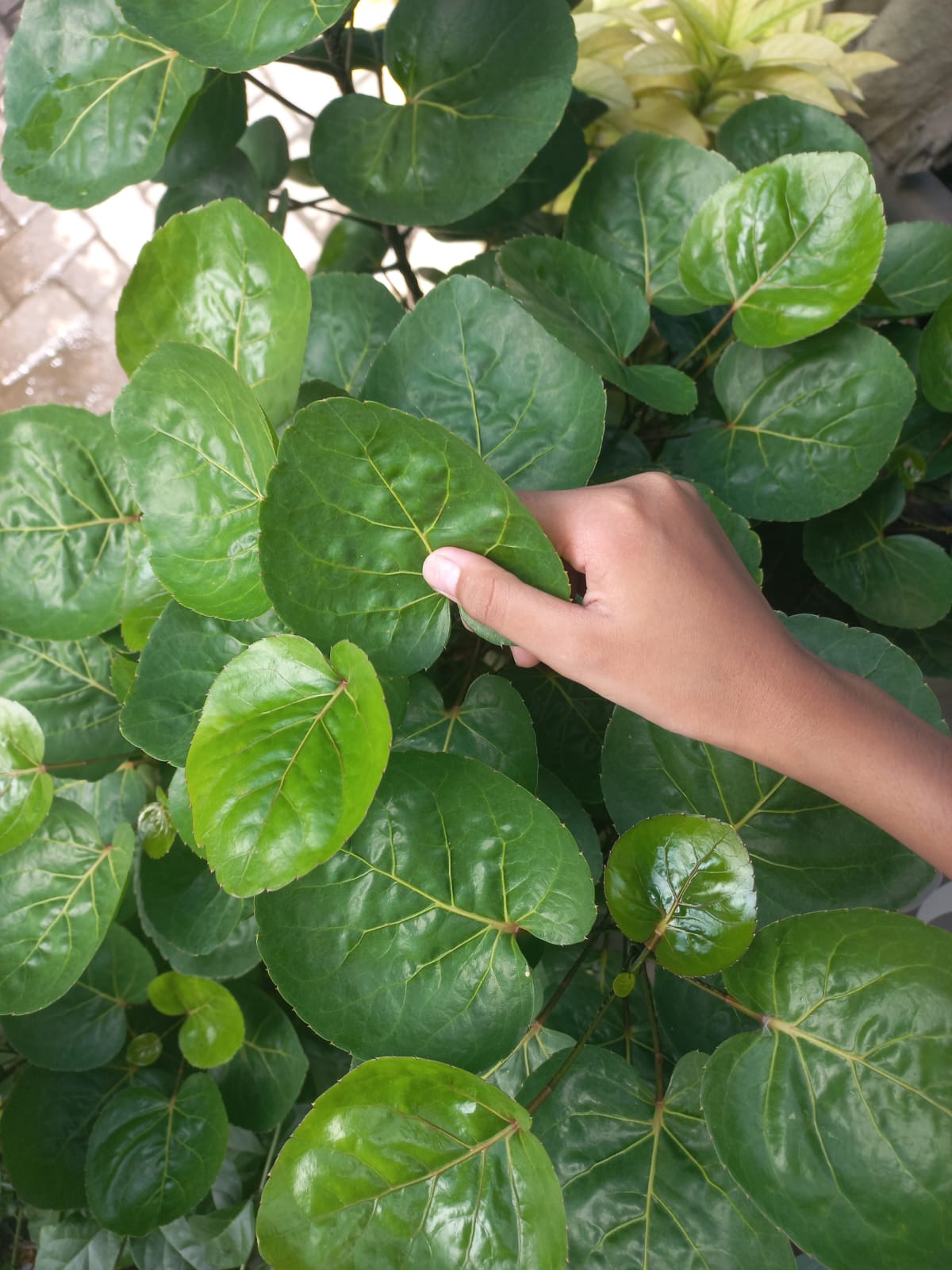Daun mangkokan tidak hanya terkenal untuk kesuburan rambut saja, tapi juga memiliki banyak manfaat lainnya.
