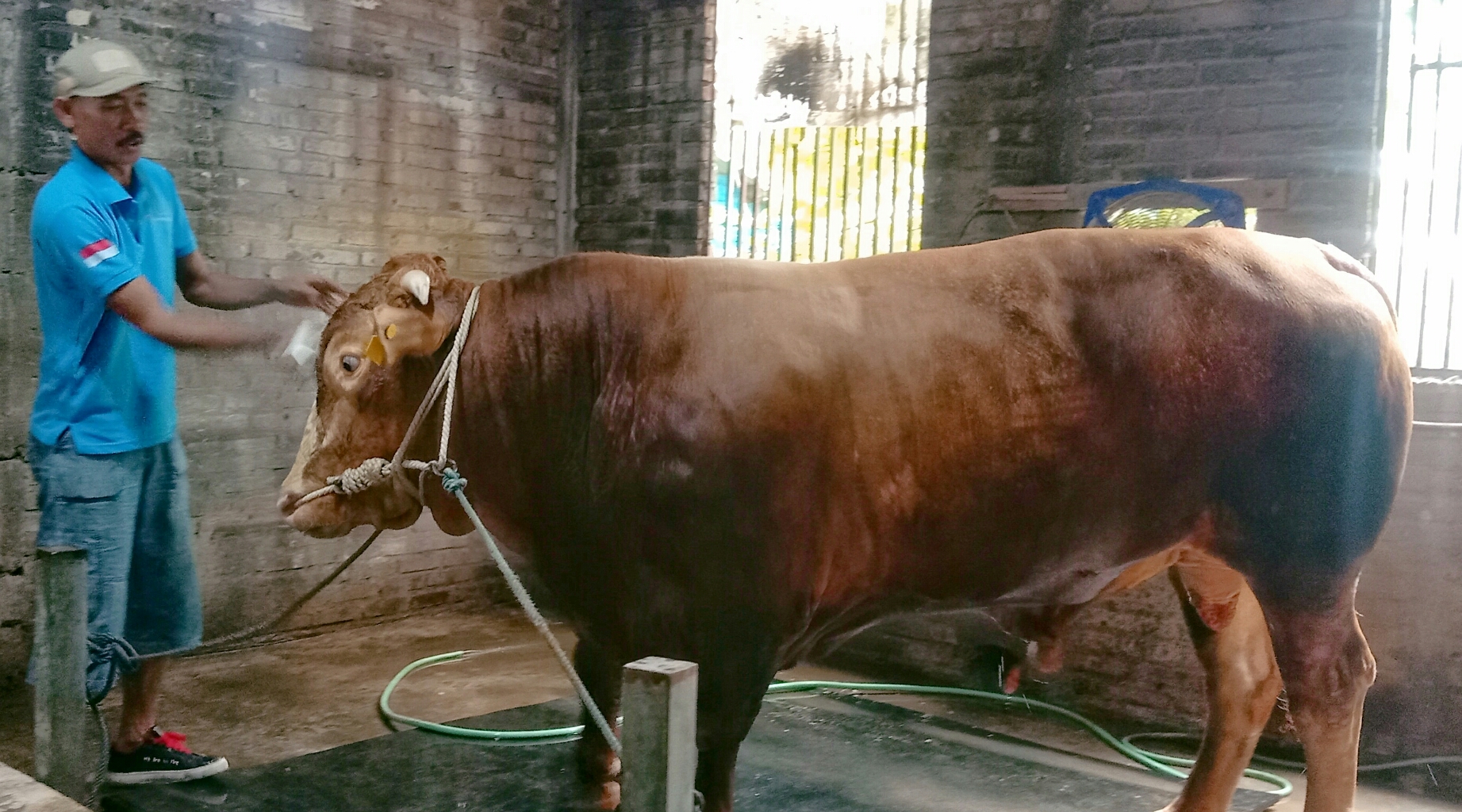 Sapi kurban milik Presiden Prabowo yang dibeli dari peternak di Pakal Surabaya. (RAHMAT SUDRAJAT/RADAR SURABAYA)