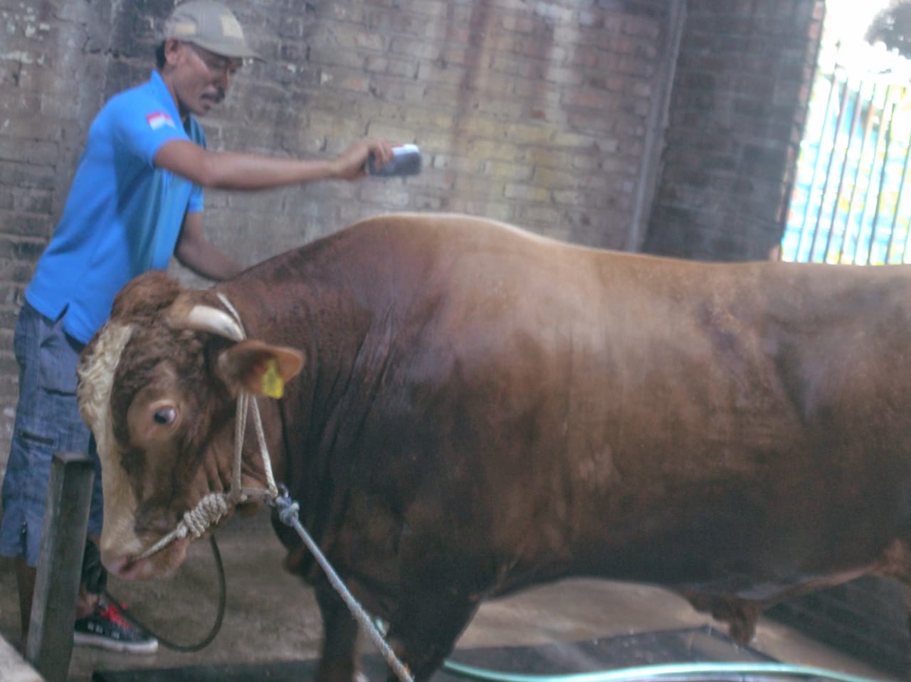 Sapi kurban Presiden Prabowo dirawat di Pakal Surabaya. (RAHMAT SUDRAJAT/RADAR SURABAYA)