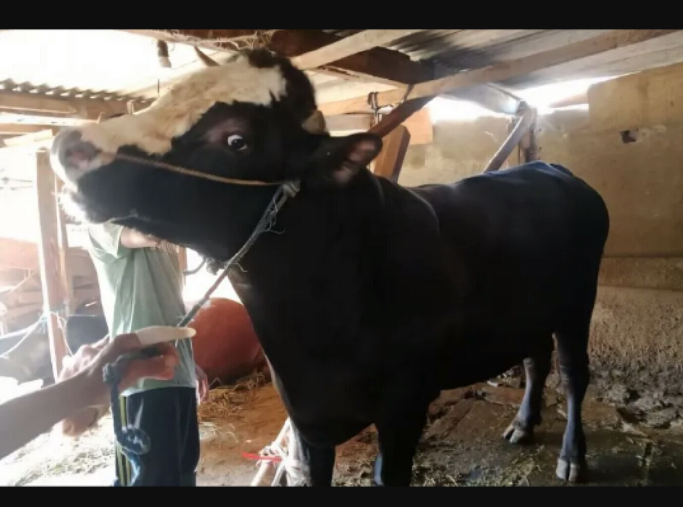 Sapi yang dibeli Presiden Prabowo dari peternak di Malang. (IST)