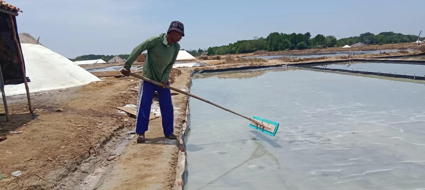 Karena dampak dari musim kemarau yang pendek pada tahun ini, produksi garam di Bangkalan diperkirakan menurun drastis.