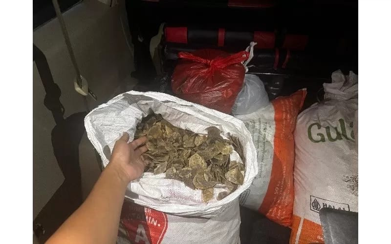 DIGAGALKAN : Sisik trenggiling yang diamankan petugas Kemenhut di Kalimantan. Petugas mengamankan tiga pelaku perdagangan sisik hewan ini. (JAWAPOS/RADAR SURABAYA)