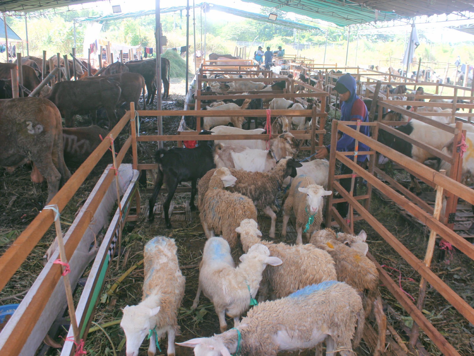 HARUS SEHAT: Masyarakat harus mencermati hewan kurban sebelum membeli untuk memastikan kelayakan untuk disembelih sesuai syariat Islam.