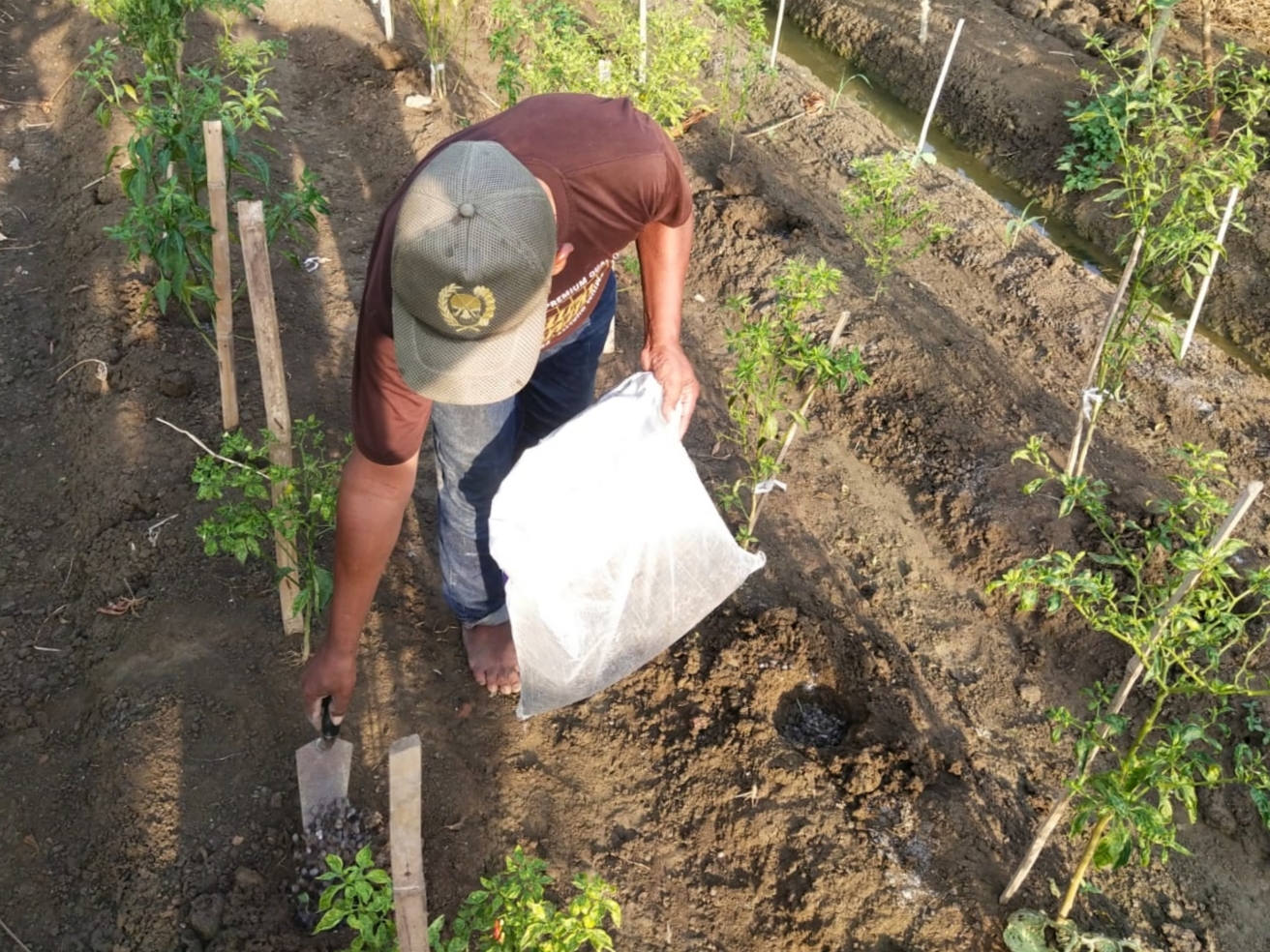 UNTUK KESUBURAN: Petani di sekitar kandang kambing milik Hariyanto biasanya memanfaatkan pupuk kandang untuk kesuburan tanaman.