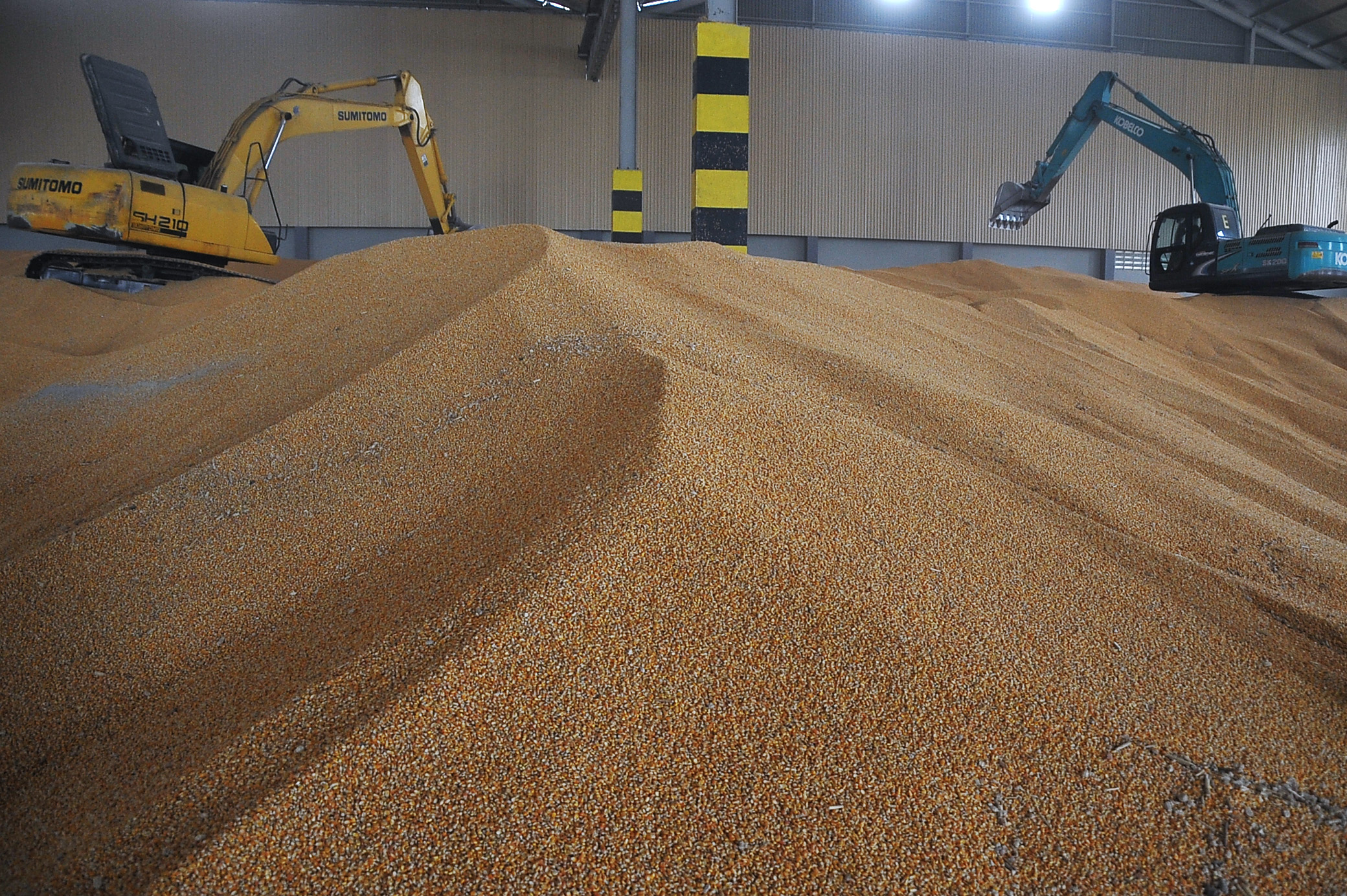 Jawa Timur memiliki potensi produksi jagung yang besar untuk dikembangkan menjadi pakan ternak.