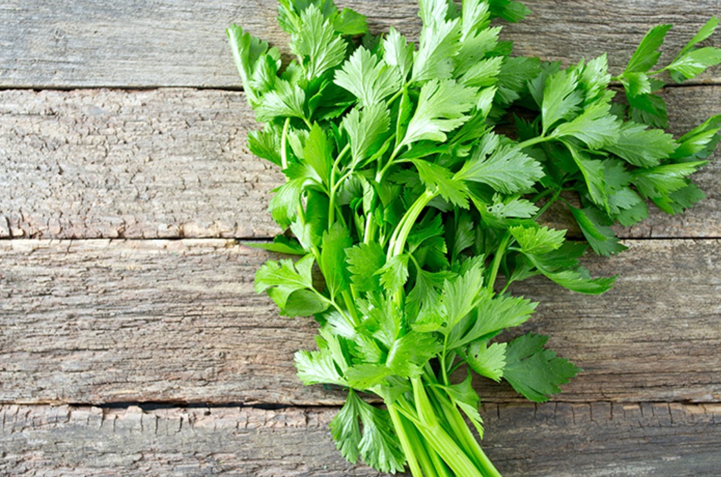 Daun seledri tak hanya menyedapkan masakan, tapi juga punya banyak manfaat untuk kesehatan.