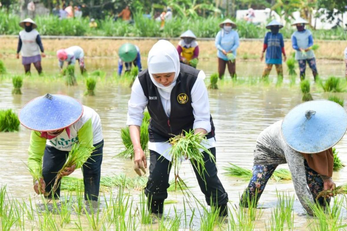 AKTIF: Gubernur Jawa Timur (Jatim) Khofifah Indar Parawansa optimis membawa Jatim sebagai garda terdepan kedaulatan pangan nasional.