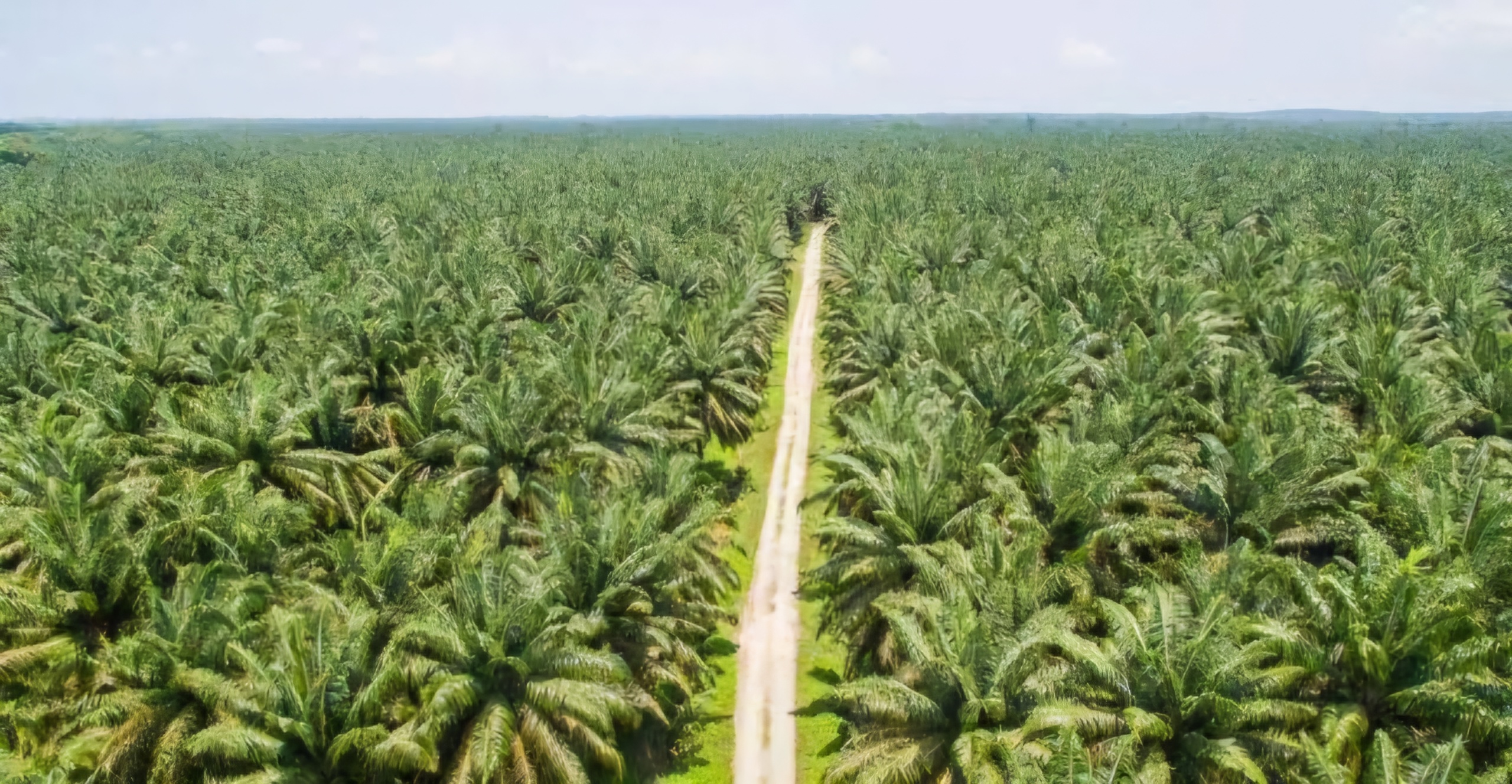 DITINDAK: Kejagung akan menyita 200 ribu Hektare perkebunan kelapa sawit di Kepulauan Babel. (IST/RADAR SURABAYA)