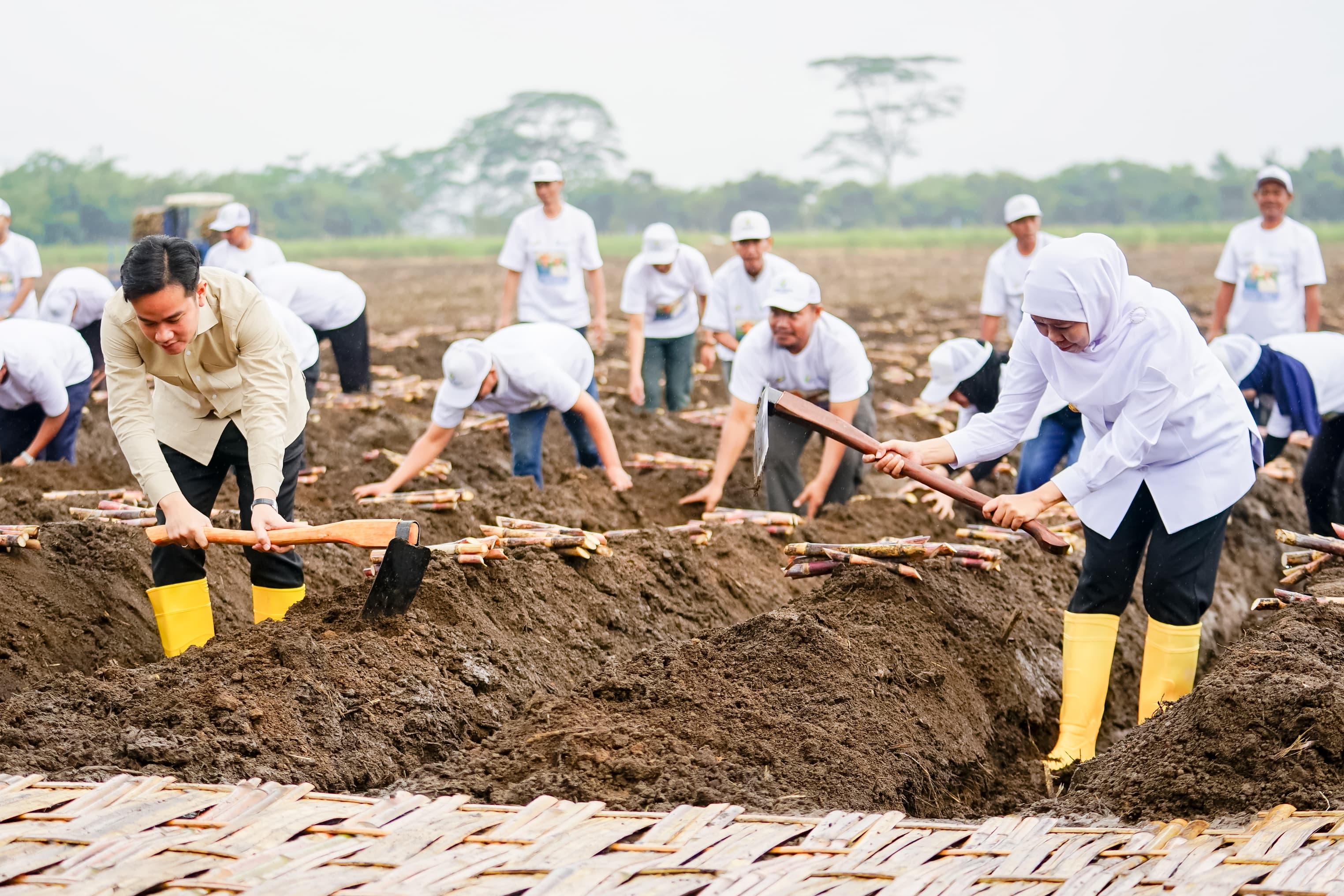 Gubernur Jatim Khofifah Indar Parawansa saat mendampingi&nbsp;Wapres Gibran Rakabuming Raka menanam tebu di Kebun Tebu Jolondoro, Banyuwangi, Senin (23/6).