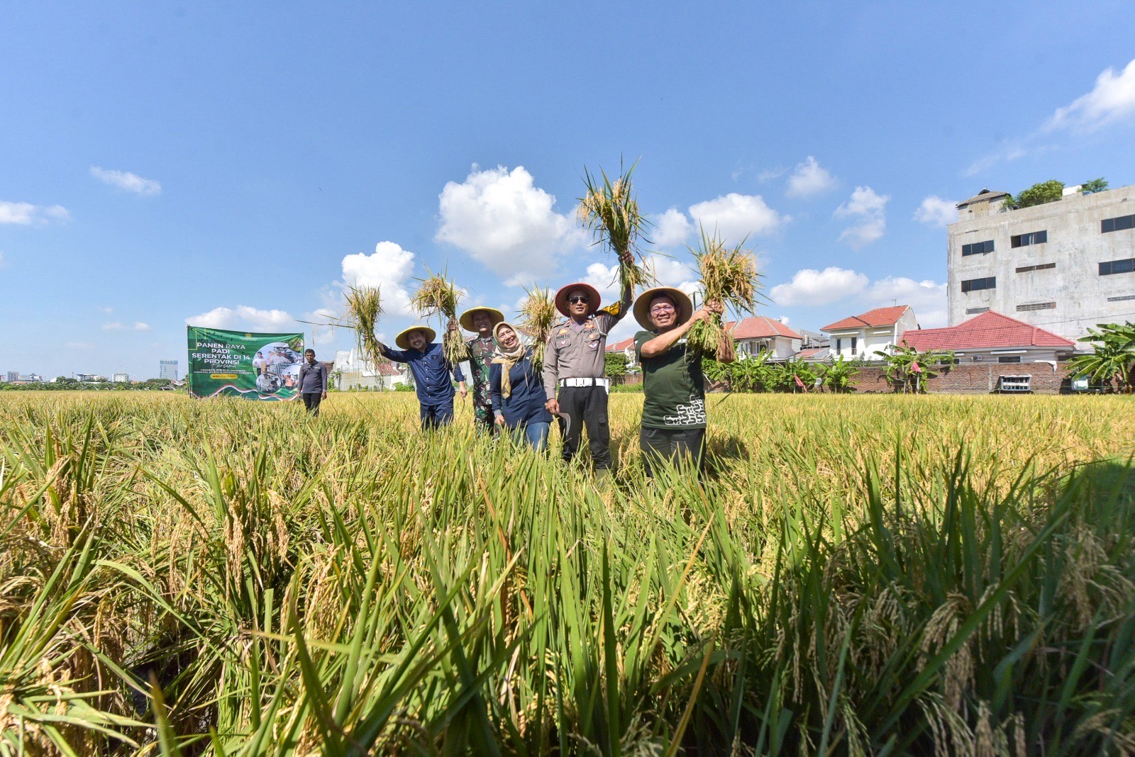 Panen padi di salah satu lahan sawah di Surabaya. (IST)
