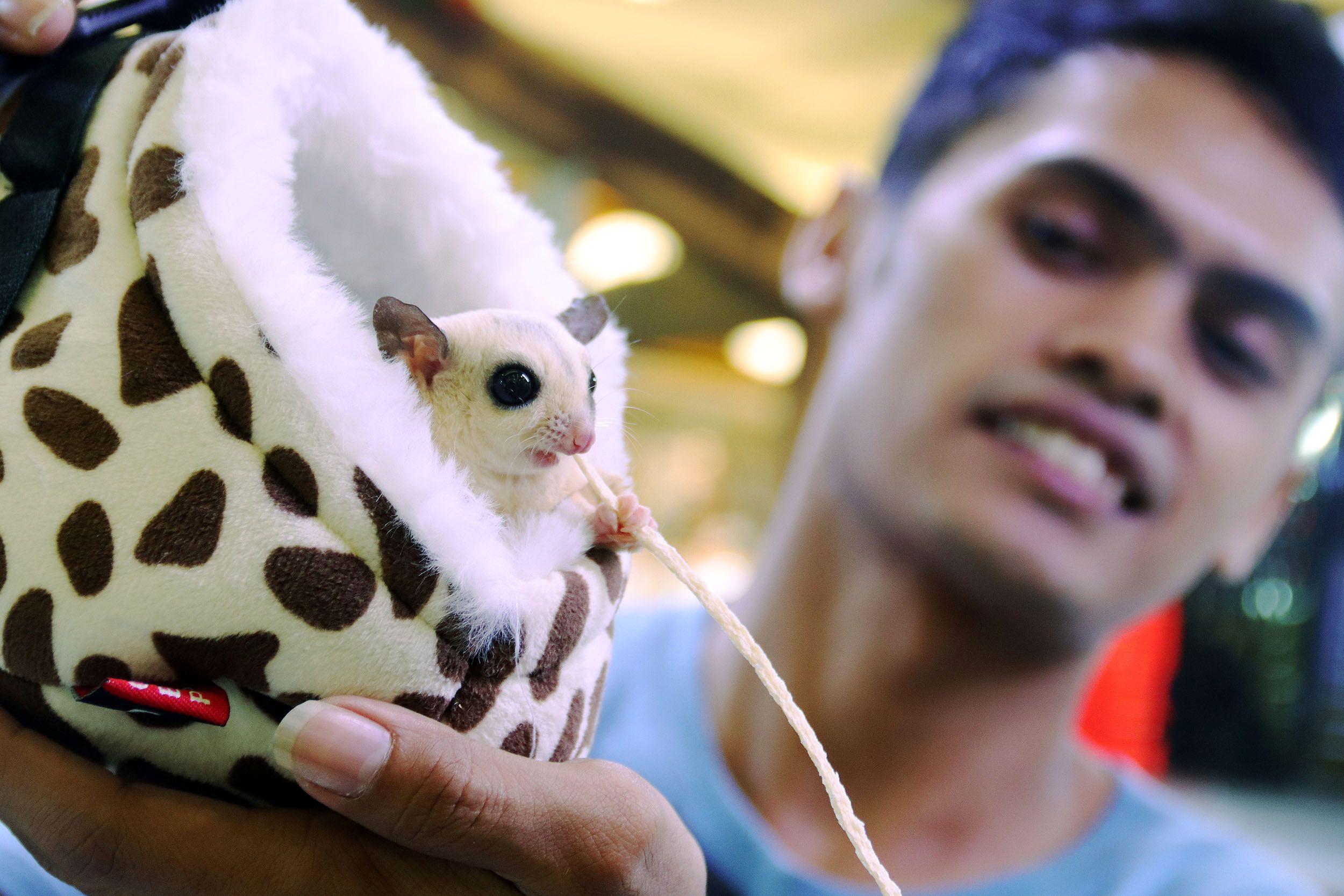 MENGGEMASKAN: Juan menunjukkan koleksi hewan sugar glider koleksinya, dalam pameran satwa yang digelar di Royal Plaza Surabaya. Selain lucu, perawatan hewan mamalia ini terbilang cukup mudah