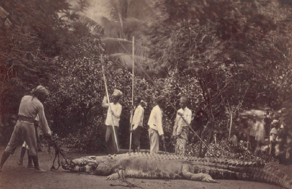 SEJARAH: Foto lawas karya Herman Salzwedel yang mempotret penangkapan seekor buaya di sekitar Wonokromo, Surabaya, tahun 1879-1880.