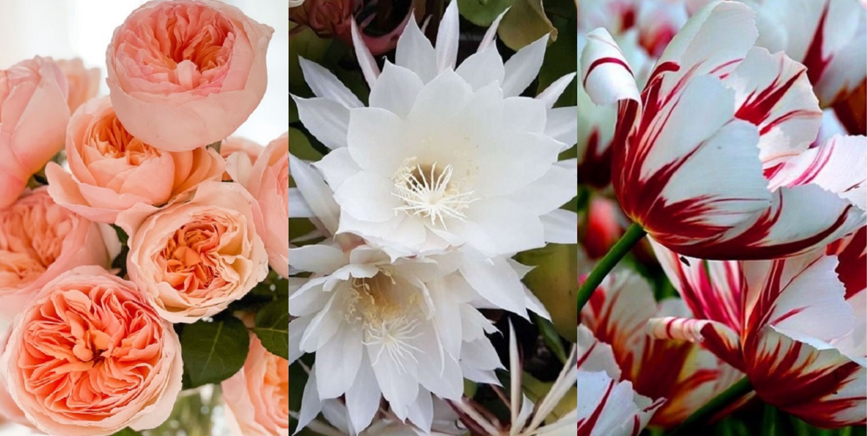 Ada beberapa bunga yang memiliki nilai keindahan dan harga jual fantastis, seperti Juliet Rose, Kadupul, hingga  Tulip Semper Augustus.