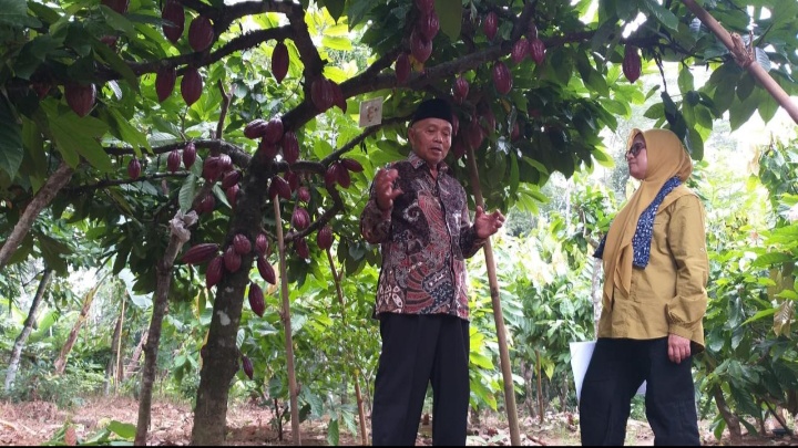 UNGGULAN : Kepala Dinas Perkebunan Provinsi Jawa Timur Ir Dydik Rudy Prasetya MMA meninjau perkebunan kakao. Pemerintah melakukan percepatan produksi kakao dalam negeri. (IST/RADAR SURABAYA)