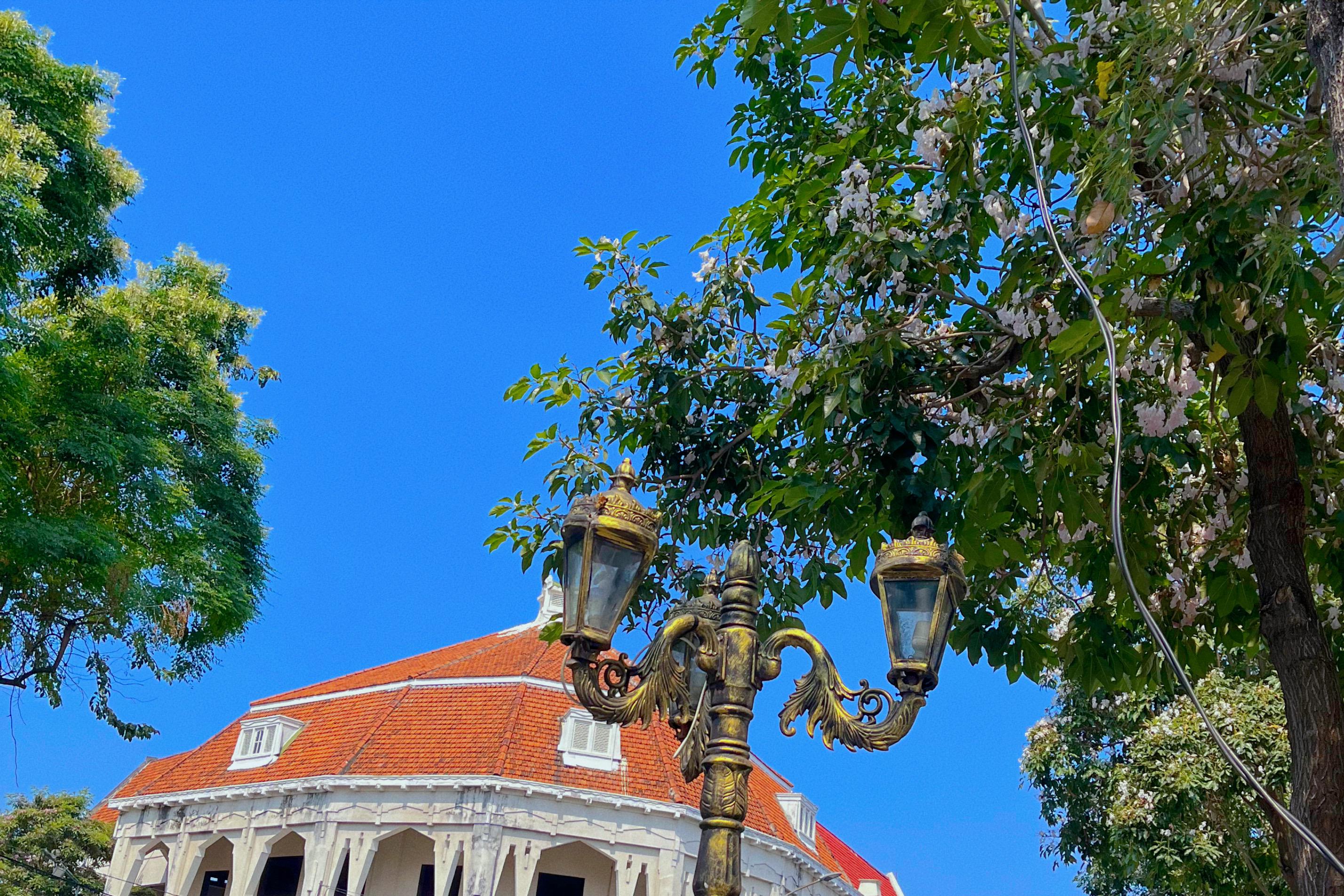 Musim mekarnya bunga Tabebuya kembali menyulap kawasan Jalan Tunjungan, Surabaya, menjadi destinasi favorit warga.