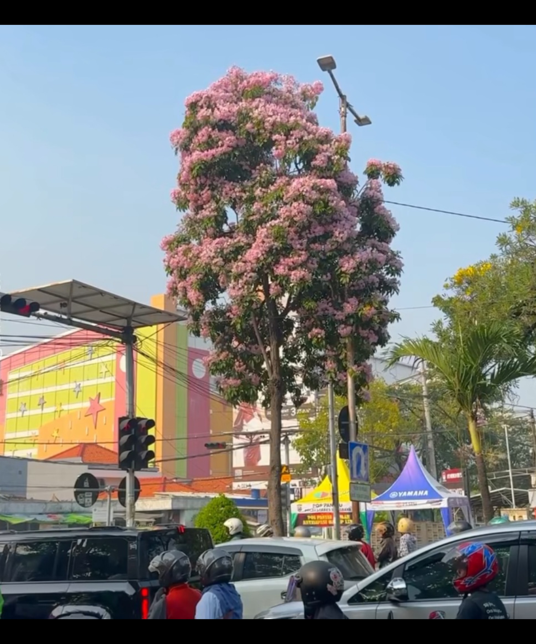 Bunga Tabebuya tumbuh disejumlah sudut kota Surabaya.