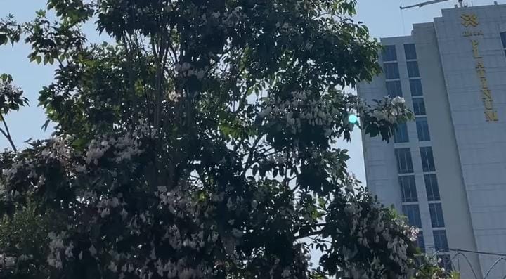 Musim mekar bunga Tabebuya di sepanjang Jalan Tunjungan Surabaya menarik perhatian masyarakat.