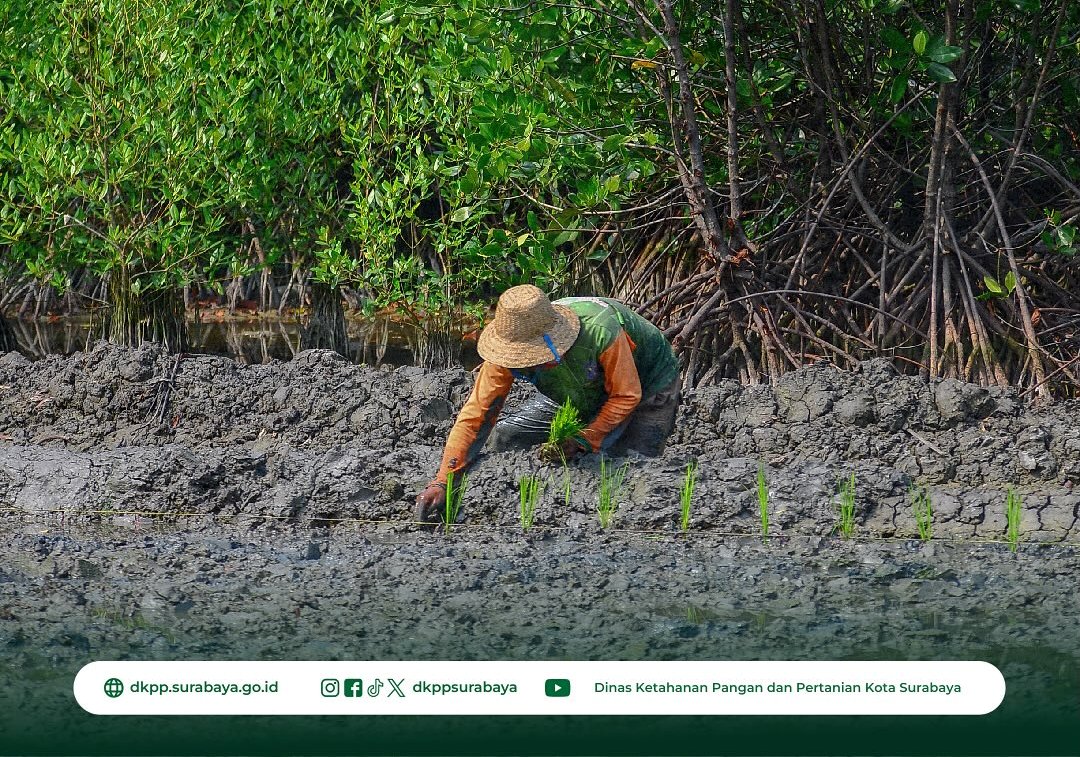 Uji coba penanaman padi tahan garam di kawasan wisata mangrove Surabaya. (IST)