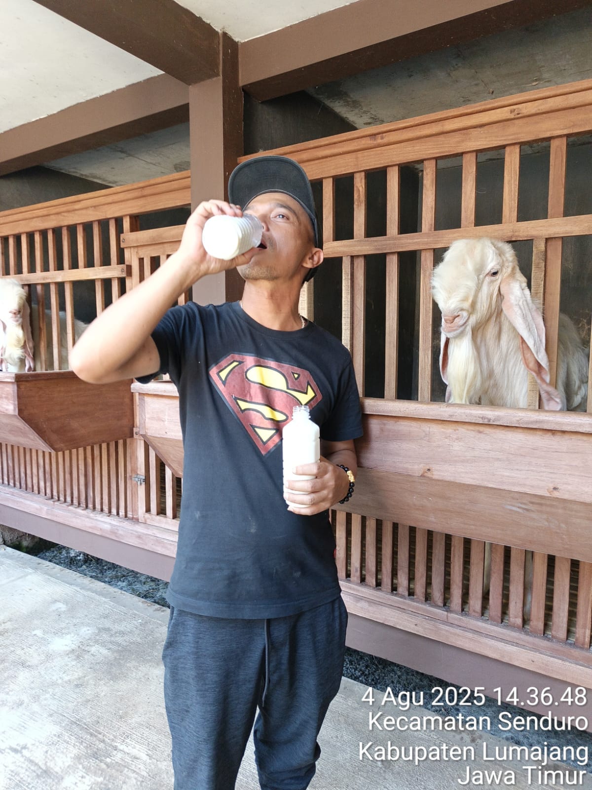 RUTIN: Kantor Wilayah Kementerian Hukum Jawa Timur melaksanakan kegiatan verifikasi lapangan pemeriksaan substantif atas permohonan Indikasi Geografis (IG) Susu Kambing Senduro, Senin (4/8).