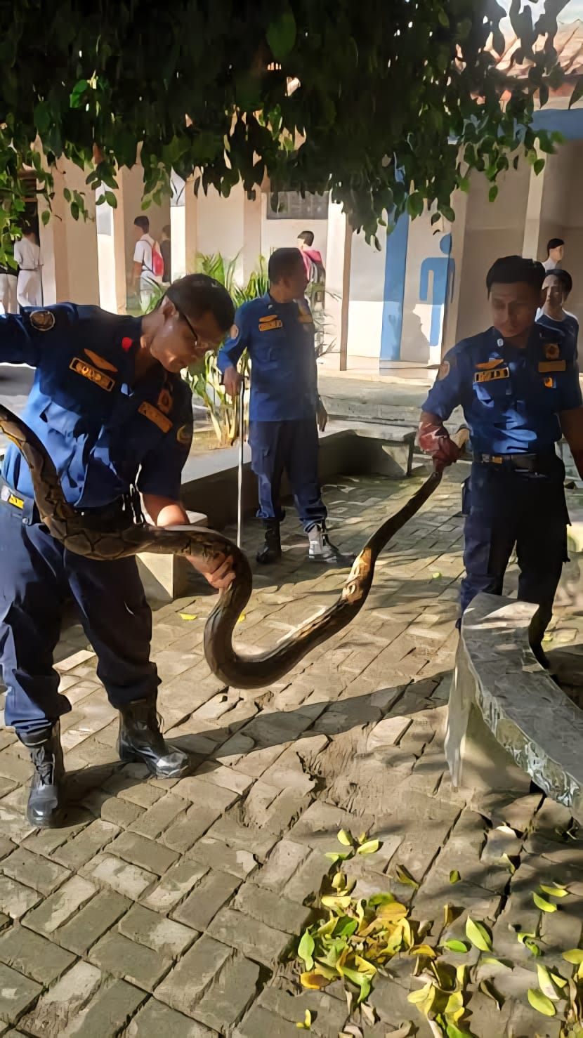 Ular hampir 3 meter gegerkan SDN Siwalankerto 1 Surabaya, muncul tiba-tiba di taman sekolah dan bikin panik guru serta petugas.