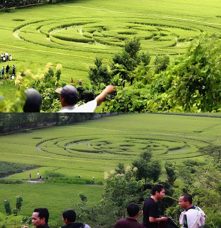 Warga Berbah, Sleman, DIY dikejutkan pola geometris raksasa berdiameter 25&ndash;30 meter di tengah sawah padi siap panen.