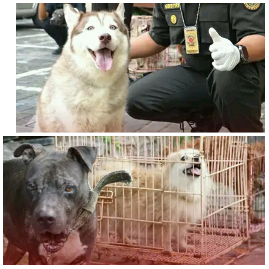 Petugas Karantina Jawa Timur mengamankan satwa yang hendak diselundupkan ke NTT melalui Pelabuhan Tanjung Perak Surabaya. (IST)