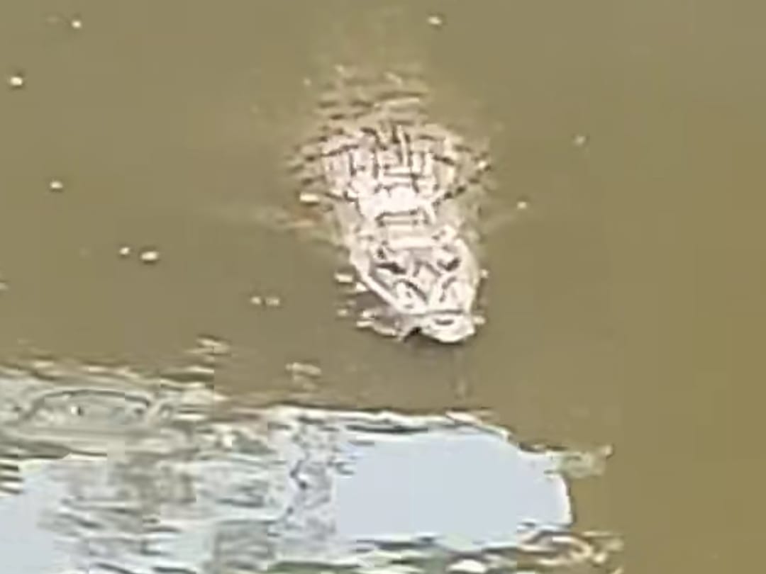 Warga di kawasan Wonorejo digegerkan dengan kemunculan seekor buaya liar di aliran sungai setempat.