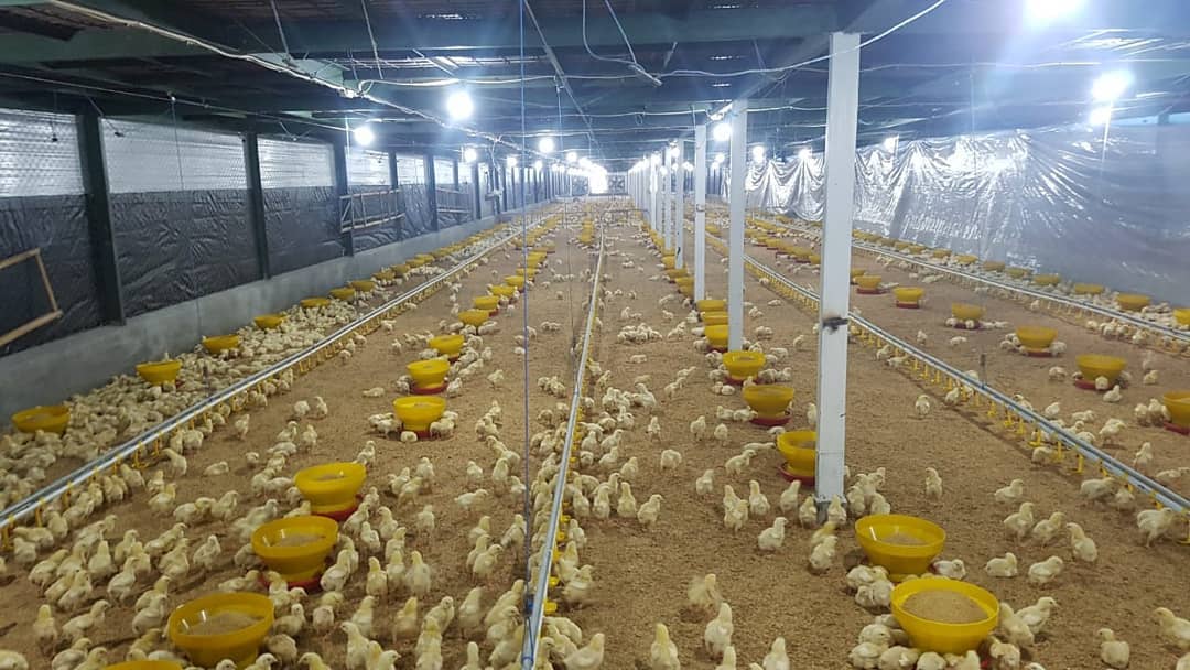 Salah satu peternakan ayam di Jawa Timur. (IST)
