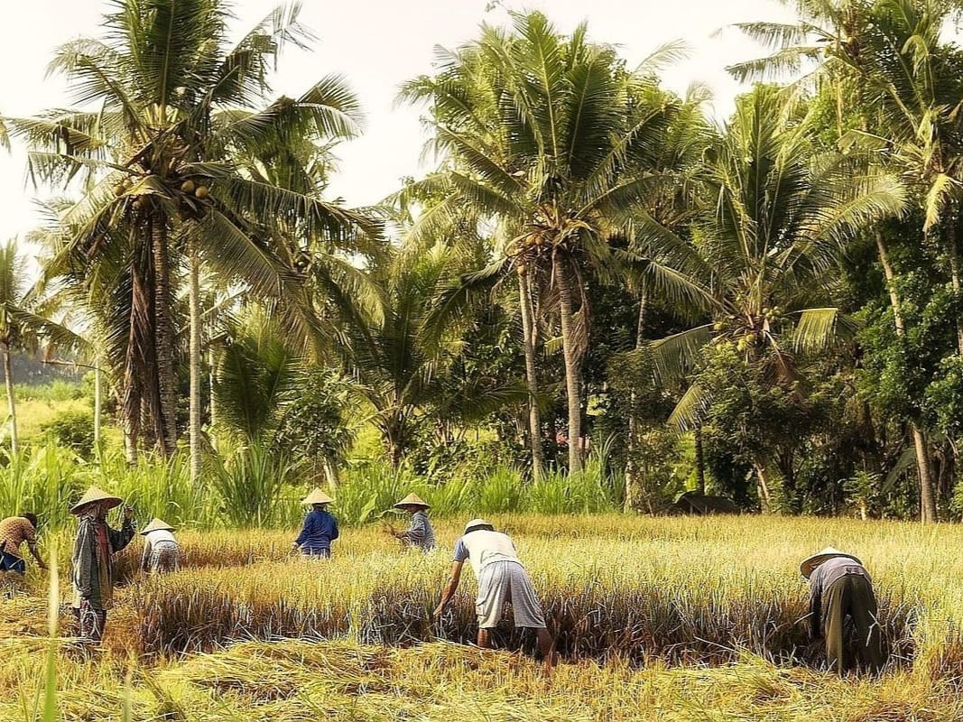 Puluhan hektare sawah petani Ngawi gagal panen akibat serangan hama tikus, kerugian mencapai puluhan hektare di dua musim tanam.