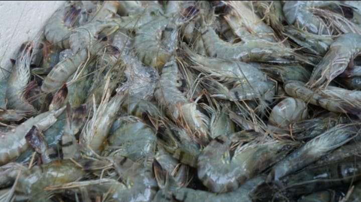 FDA tarik udang ekspor Indonesia ke Amerika Serikat