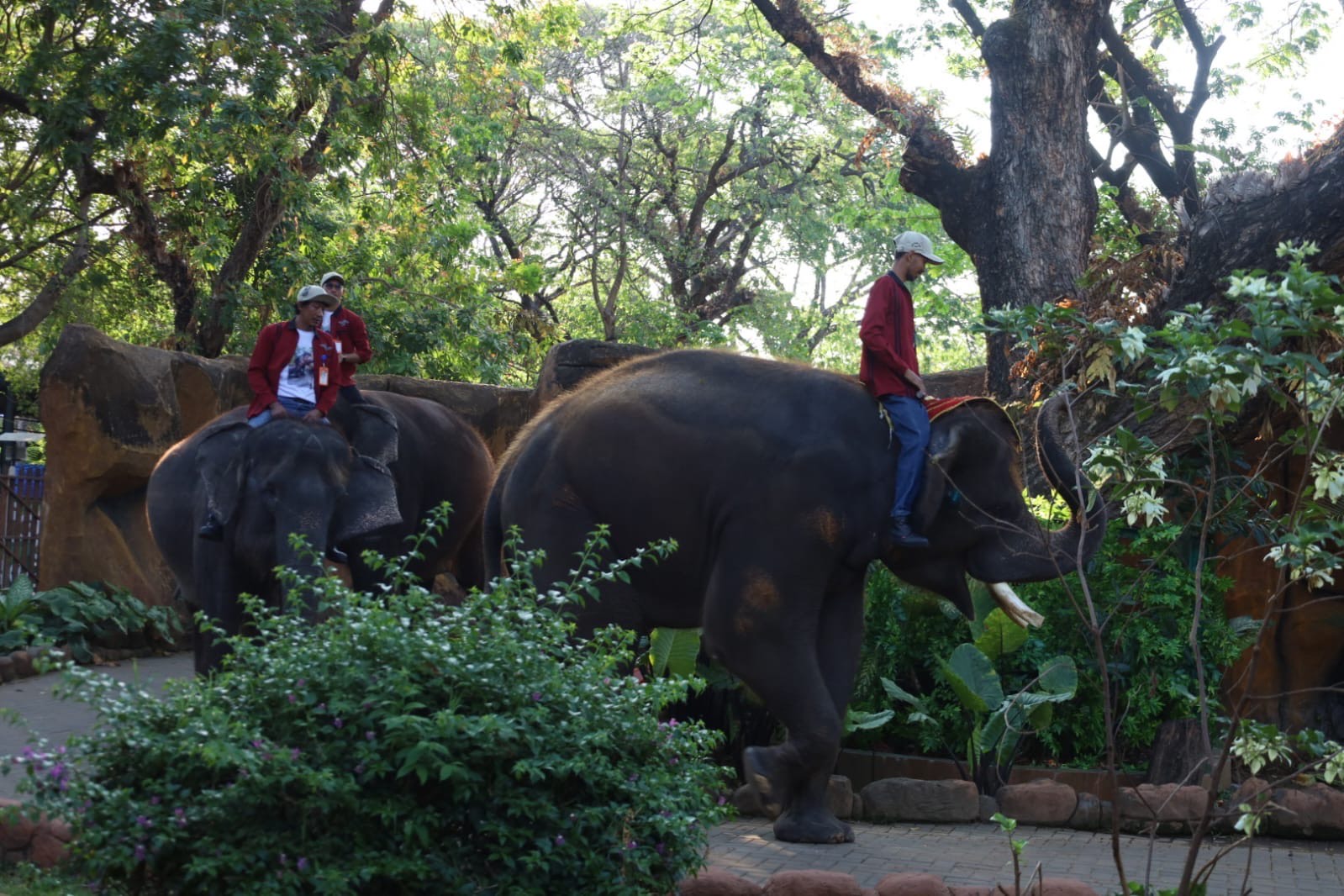 Gajah jadi satwa andalan Kebun Binatang Surabaya (KBS).
