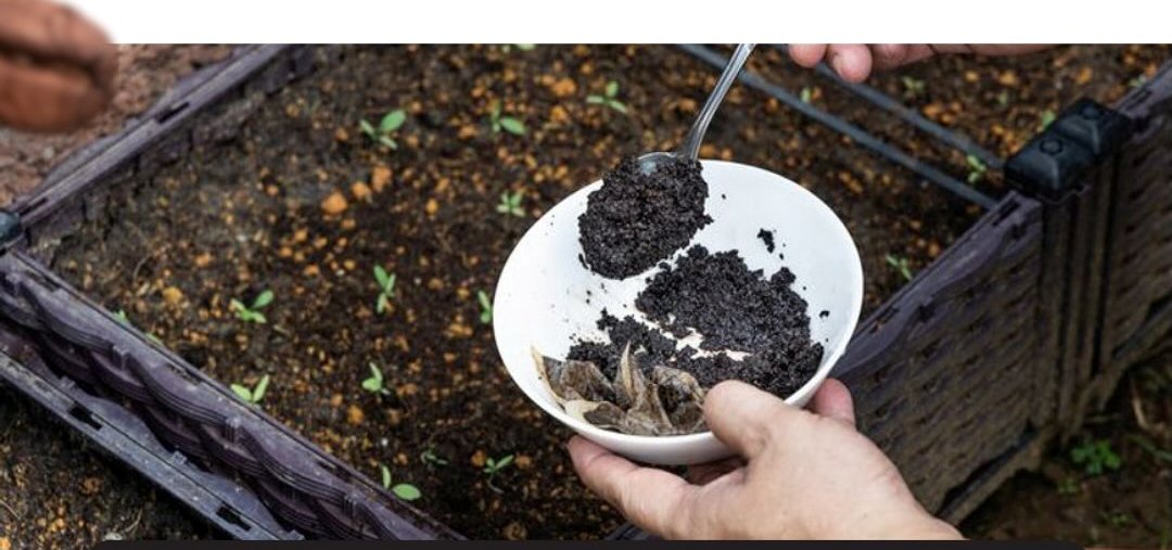 Ampas kopi diolah jadi pupuk tanaman. (IST)