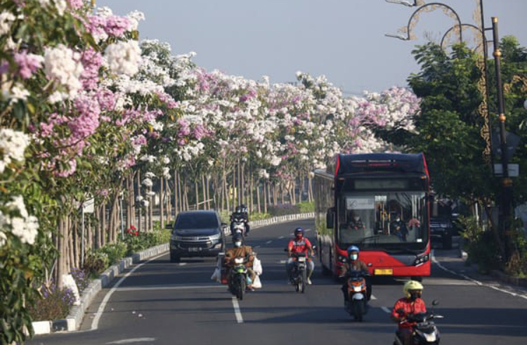 Mekarnya bunga Tabebuya menghiasi jalanan Surabaya dengan warna-warni indah.