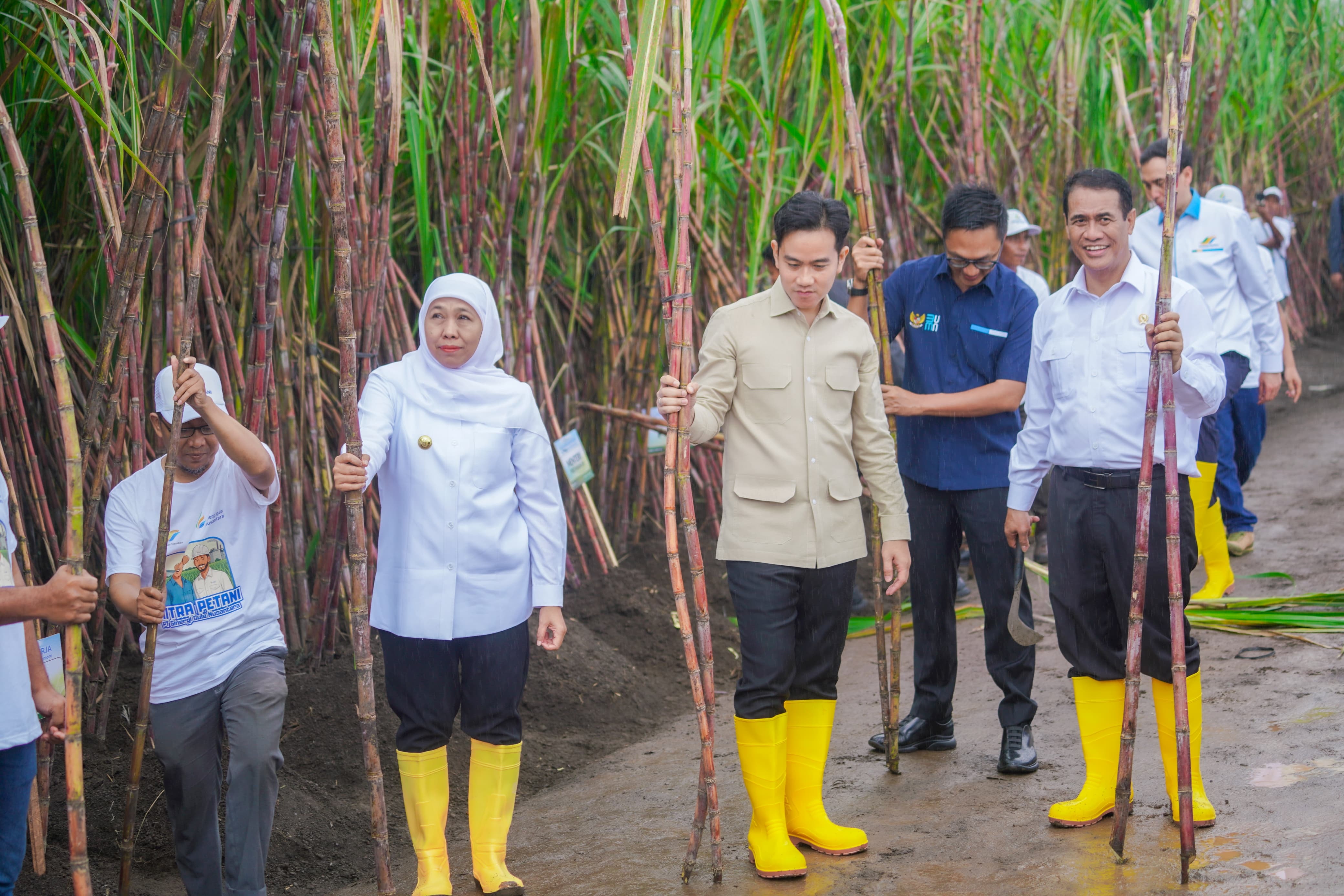Gubernur Jawa Timur Khofifah Indar Parawansa mendampingi  Wapres Gibran Rakabuming saat panen dan tanam tebu di Jolondoro, Banyuwangi. (IST)