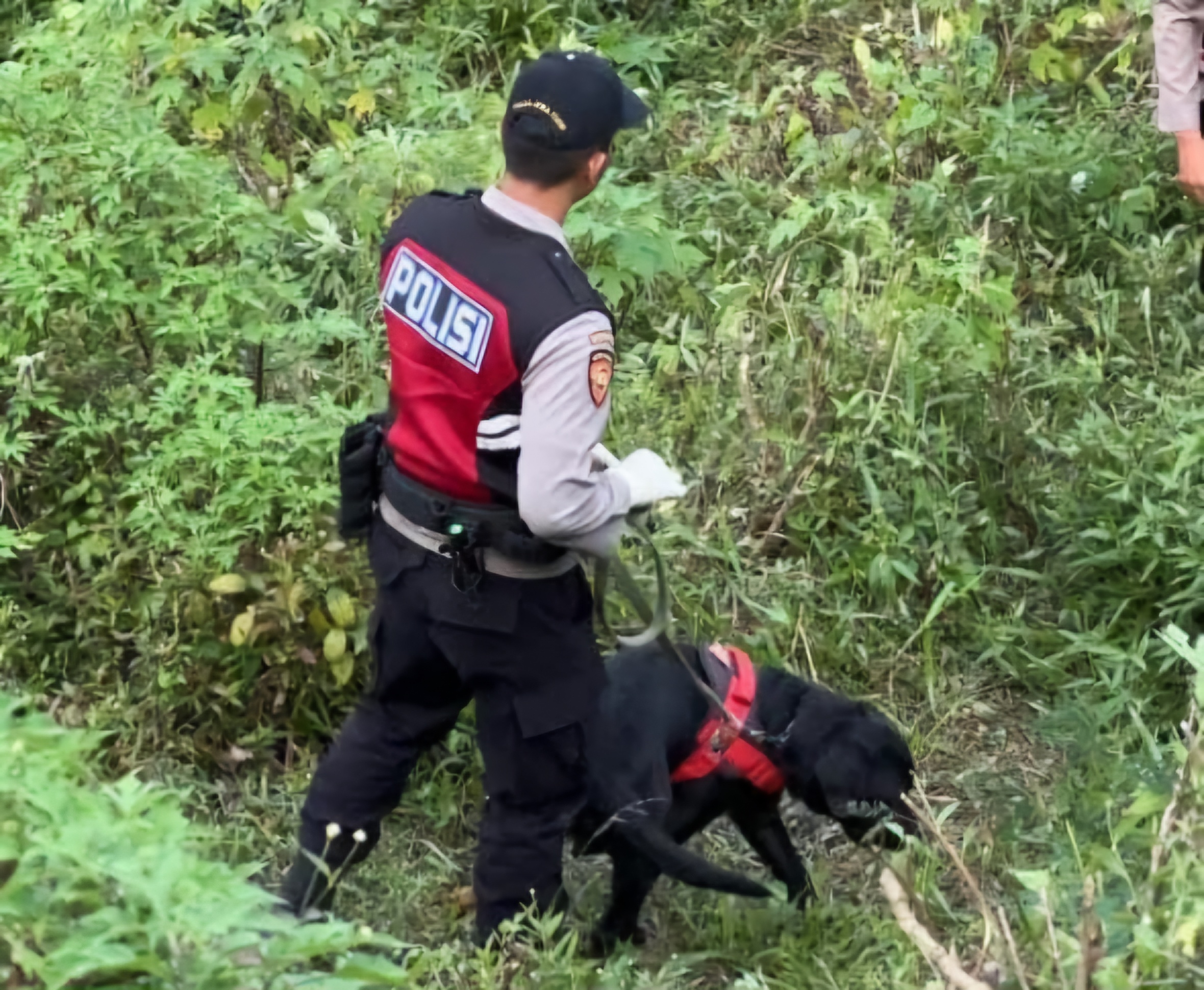 PENYISIRAN : Anjing Unit K-9 Polda Jatim&nbsp; membantu menemukan telapak tangan korban mutilasi di jurang semak-semak kawasan Dusun Pacet Selatan, Pacet, Mojokerto.(IST/RADAR SURABAYA)