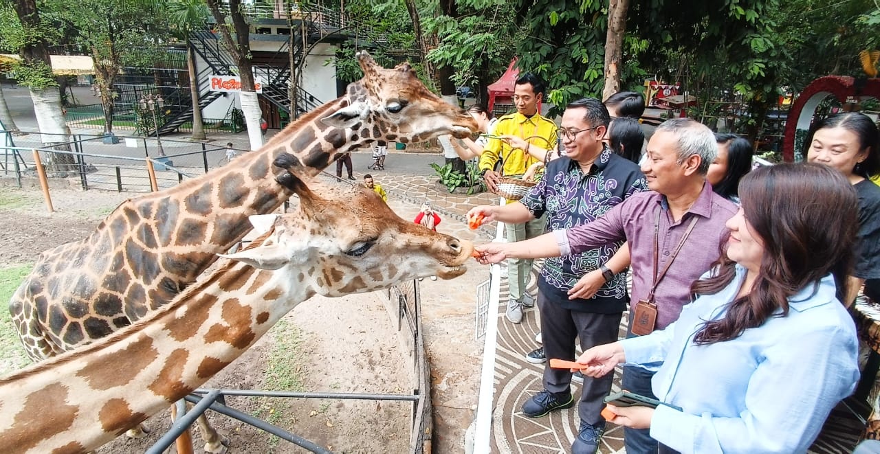PEDULI SATWA: Rektor UC, Wirawan Endro bersama jajaran pimpinan KBS memberi makan jerapah usai penandatanganan nota kesepahaman (MoU) kerja sama rebranding dan revitalisasi KBS, Senin (8/9/2025) sore.