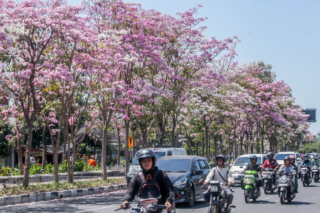Bunga tabebuya bermekaran di kawasan MERR Surabaya. (SURYANTO/RADAR SURABAYA)